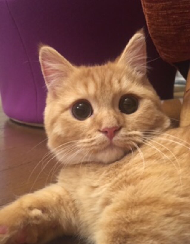 k2766karashi's tweet photo. いつ撮影したか忘れた画像
#猫　#からし https://t.co/1JTwWBPiaf