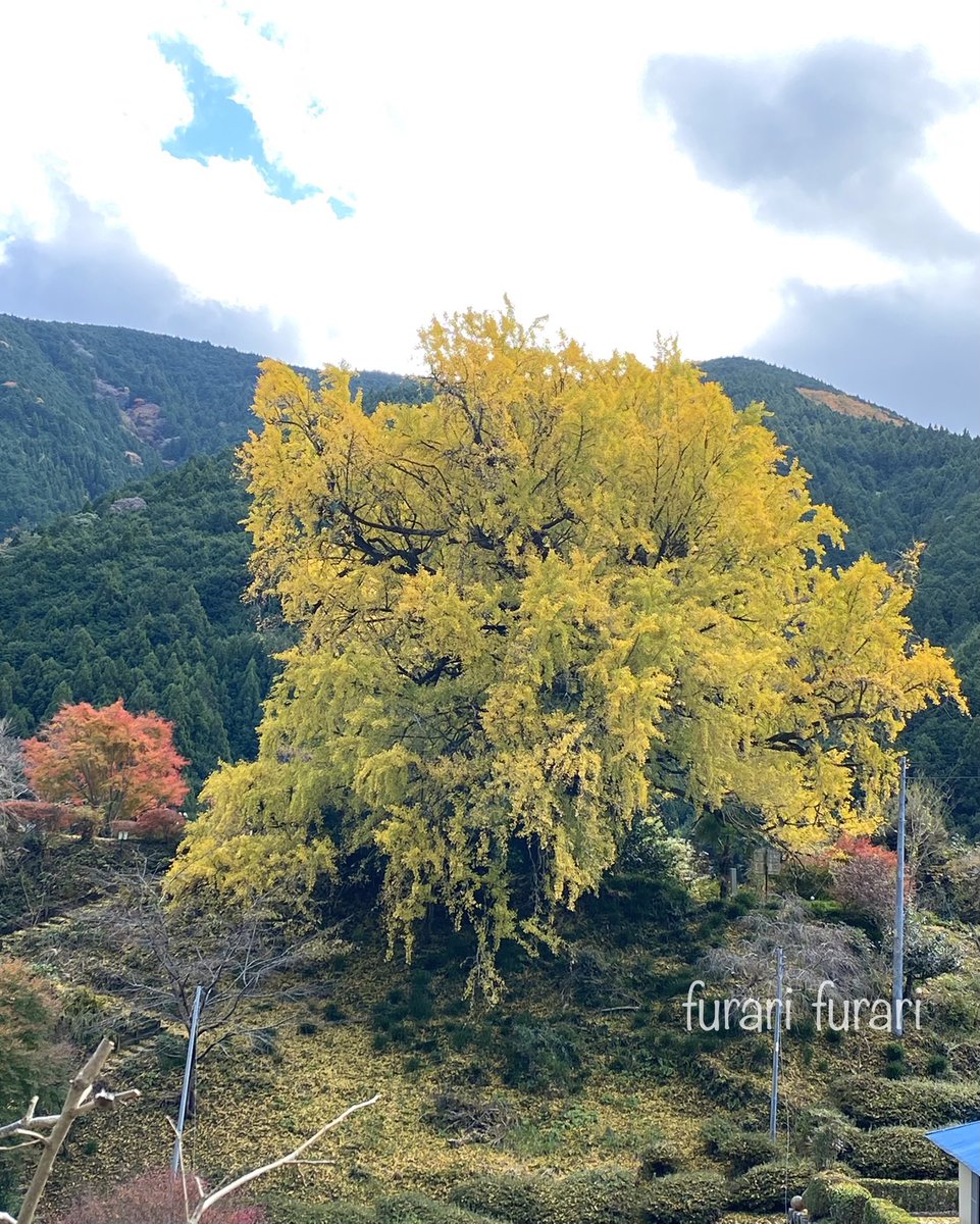 おはようございます🍁 推定樹齢500年の銀杏が、見頃を迎えました。樹高20m、幹周囲8.7m。