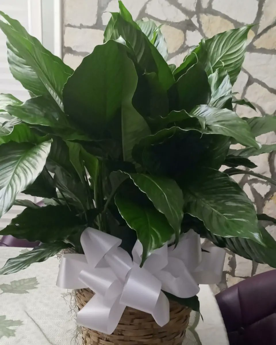 rechpauline's tweet photo. There are no adequate words to express our heartfelt thanks to the Hatcher family who gave all they could except life, to friends for the sympathy, love, & support during the transition of our beloved #WendyHatcher Thanks for allowing us to participate. #familylove #thankyouall https://t.co/xSO2LcikbE