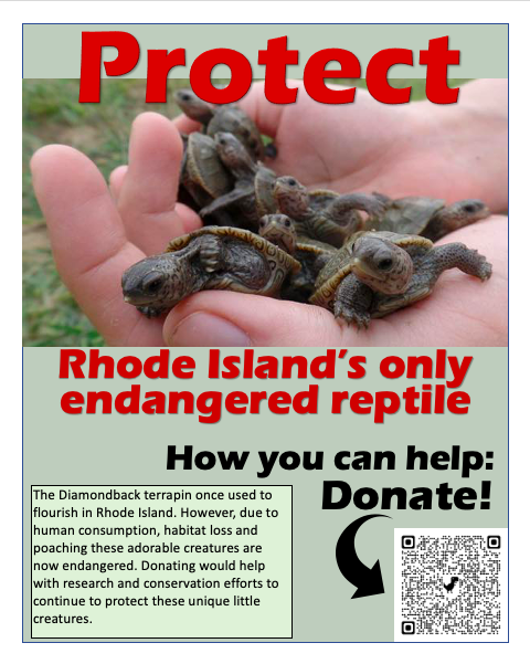 AshleyCharnik's tweet photo. These cuties are the only state #endangered reptile in Rhode Island. Help us raise #money to protect the Diamonback terrapin via the Rhode Island Natural History Survey. https://t.co/wUJbLBci4r #diamondbackterrapin #rhodeisland #turtles #babies #cute @meg_amato https://t.co/TlhwxgQ7cS
