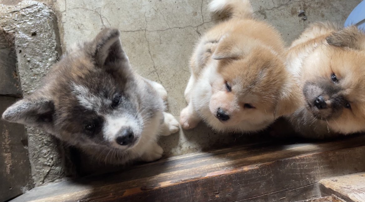 秋田犬専門犬舎竜華苑 おはようございます 秋田犬 秋田犬子犬 秋田犬虎毛 秋田犬赤毛 秋田犬長毛 T Co Hgj7pckgm2 Twitter