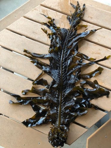 seaweedsista tweet picture