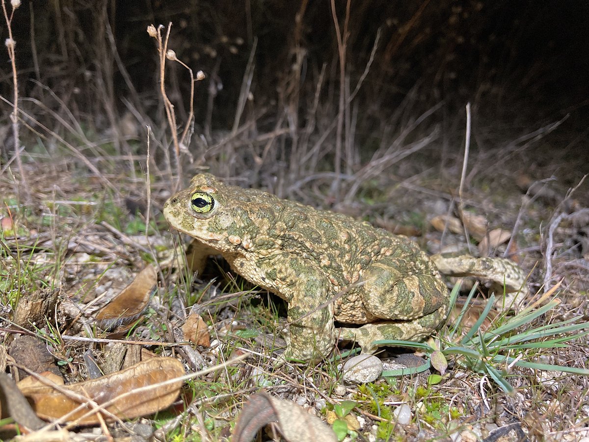 batracofistro's tweet photo. Not a lot of activity tonight, but each and every individual is important in our long-term monitoring project, ongoing since 2009 #AMPH_CONNECT #Amphibians #Epidalea_calamita #Dispersal https://t.co/cs2EzP1pM4