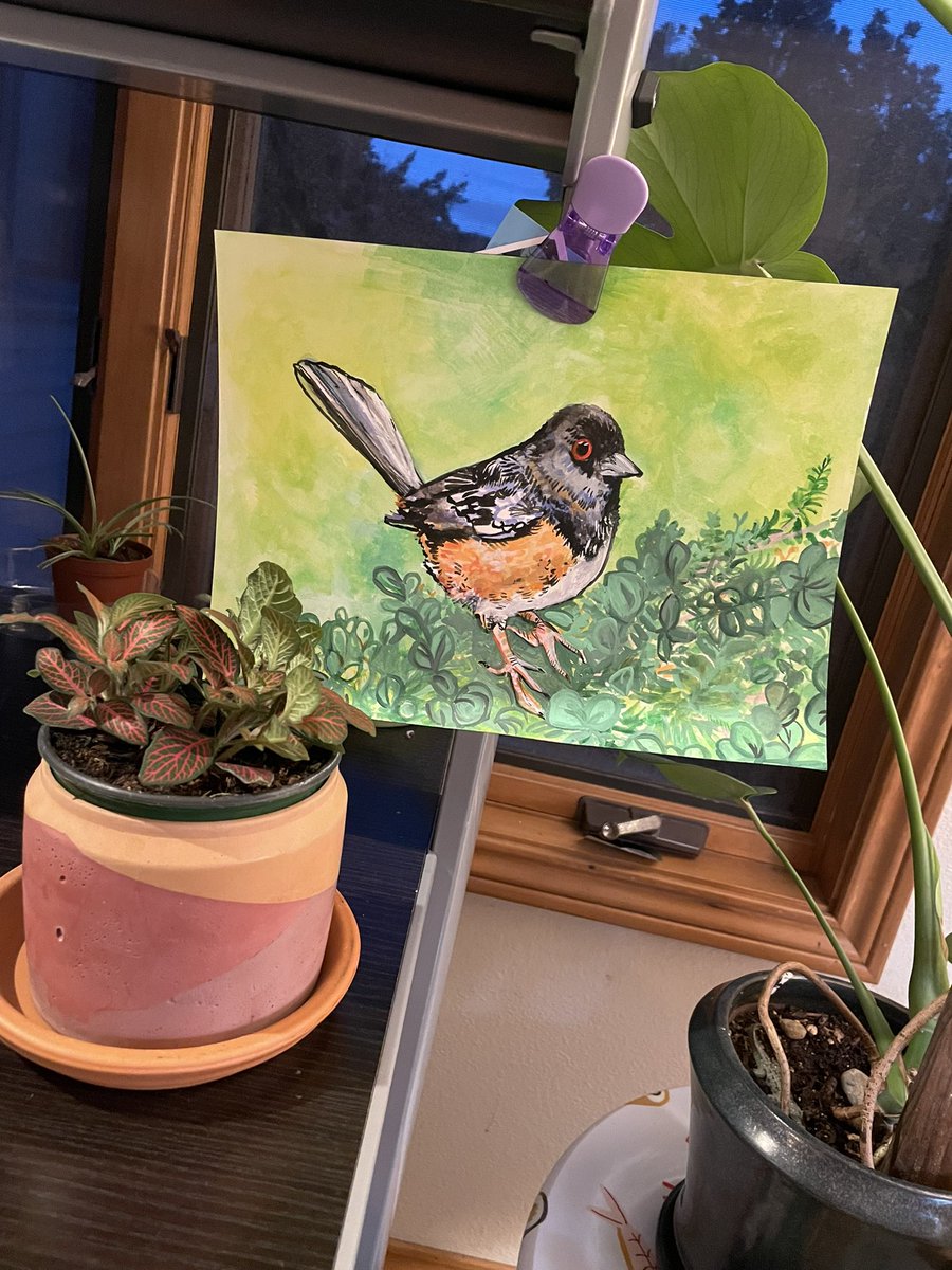 Here’s a recent watercolor of mine next to my new lil plant friend!! #traditionalart #watercolor #spottedtowhee #birds