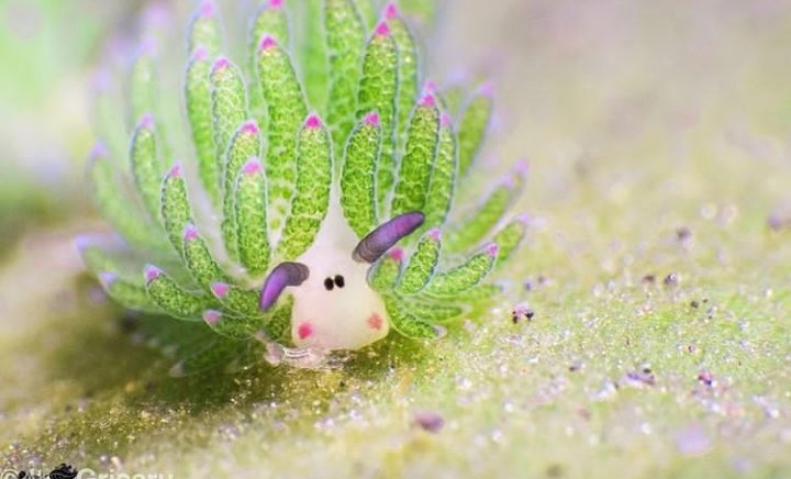Sea sheep are one of the few animals to use algae to photosynthesize and just look at that tiny face