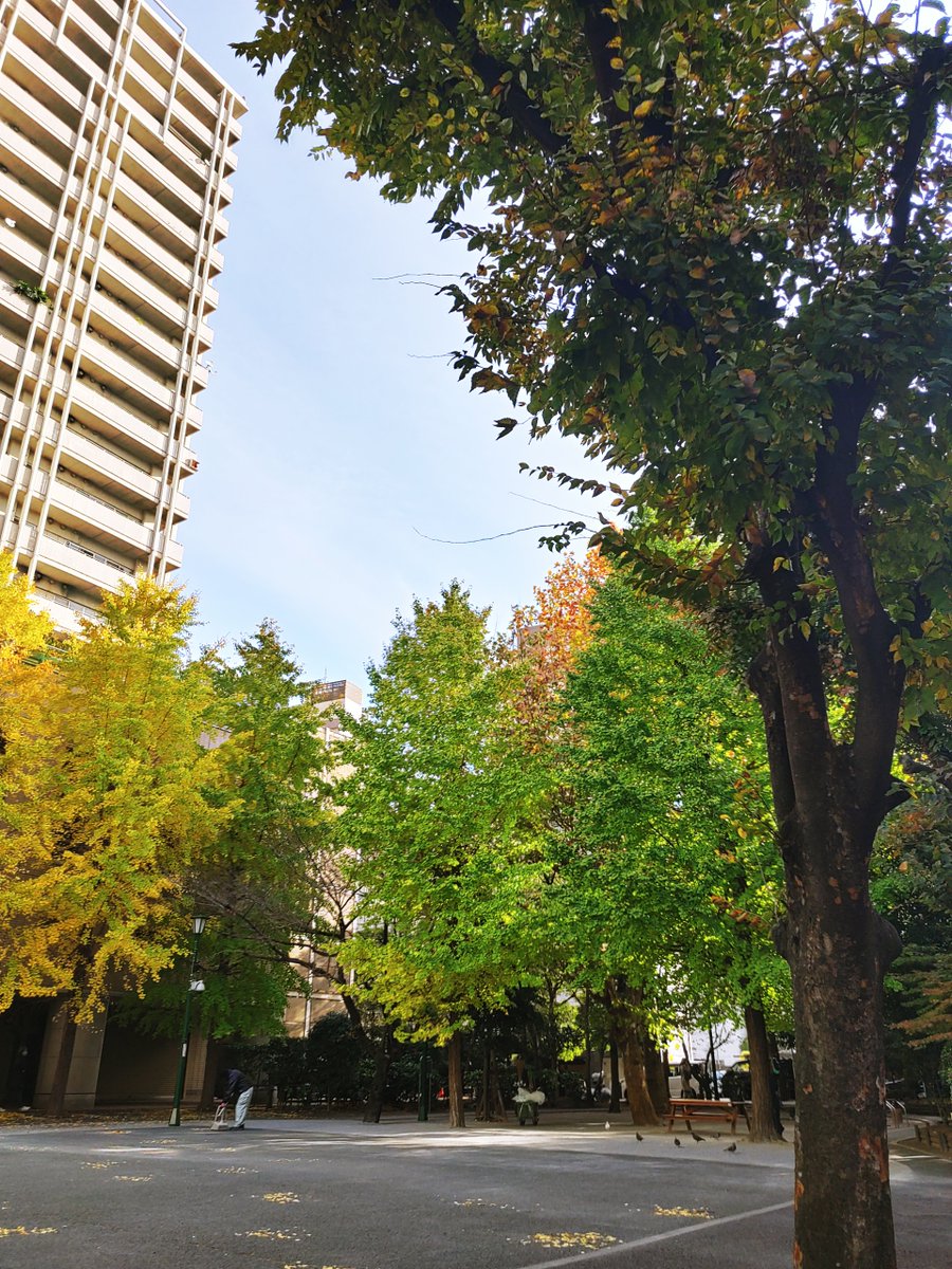 rik_skog's tweet photo. おはようございます。
店員のすくーです😆
東京都中央区は寒さ厳しい晴です。
夜から雨の様ですが乾燥しているので
喉にいいですね。。
#rikskog
#京橋公園
#企業公式が毎朝地元の天気を言い合う
#企業公式が地元の天気を言い合う https://t.co/E15C2tmZEh