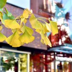 ツイートに含まれる画像