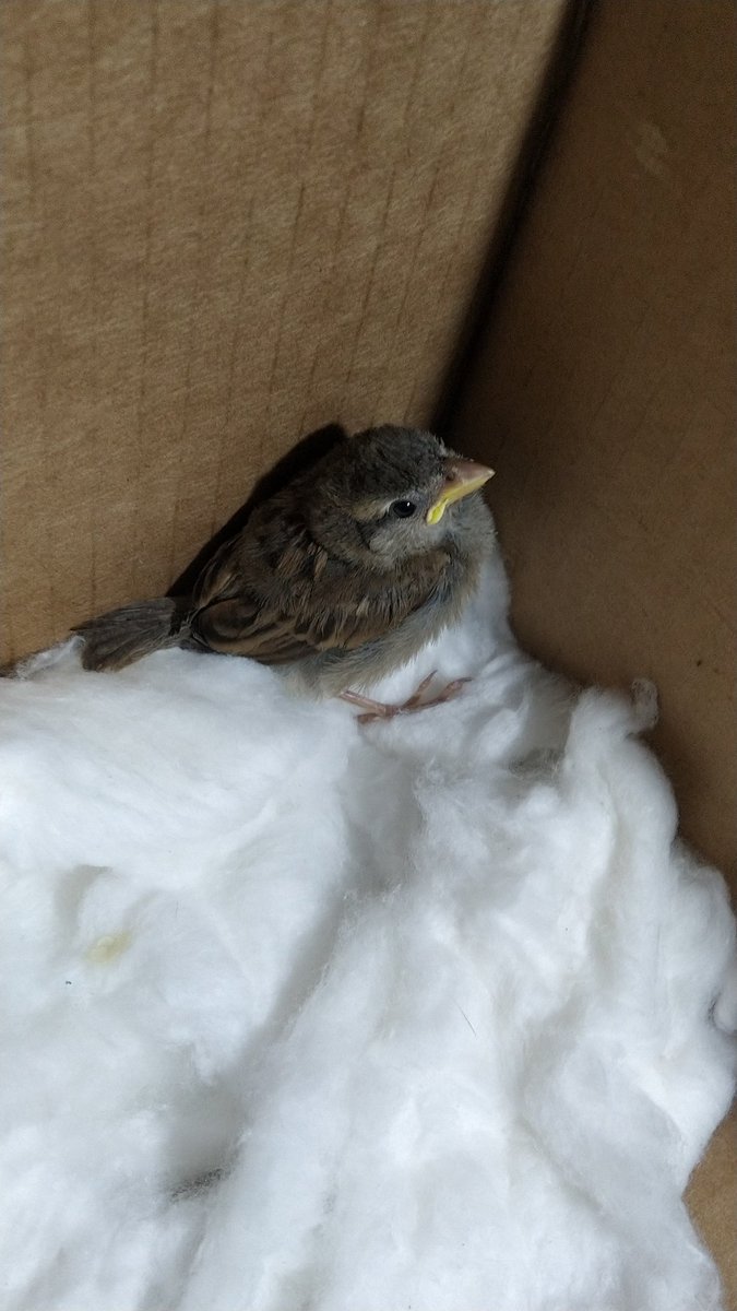 𝖘𝖍𝖎𝖘𝖊𝖑🌸 tweet media