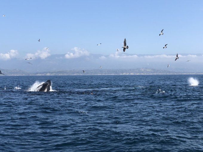 Whale watching in Santa Barbara this week, huh? 🐳 😉 with @BaileeParis ofc ☝️ https://t.co/RQvgJpiazW<a href="/tag/newyork"class="tags"><span>#newyork</span></a><a href="/tag/pizza"class="tags"><span>#pizza</span></a><a href="/tag/hellokitty"class="tags"><span>#hellokitty</span></a><a href="/tag/meowyork"class="tags"><span>#meowyork</span></a>