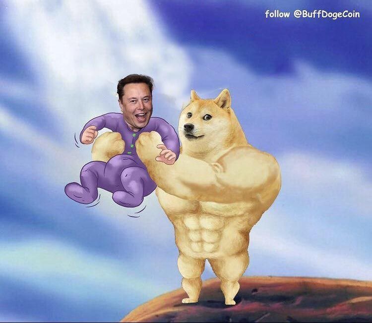 <a href="/elonmusk/">Elon Musk</a> <a href="/buffdogecoin/">Buff Doge Coin</a> and Elon 🔥