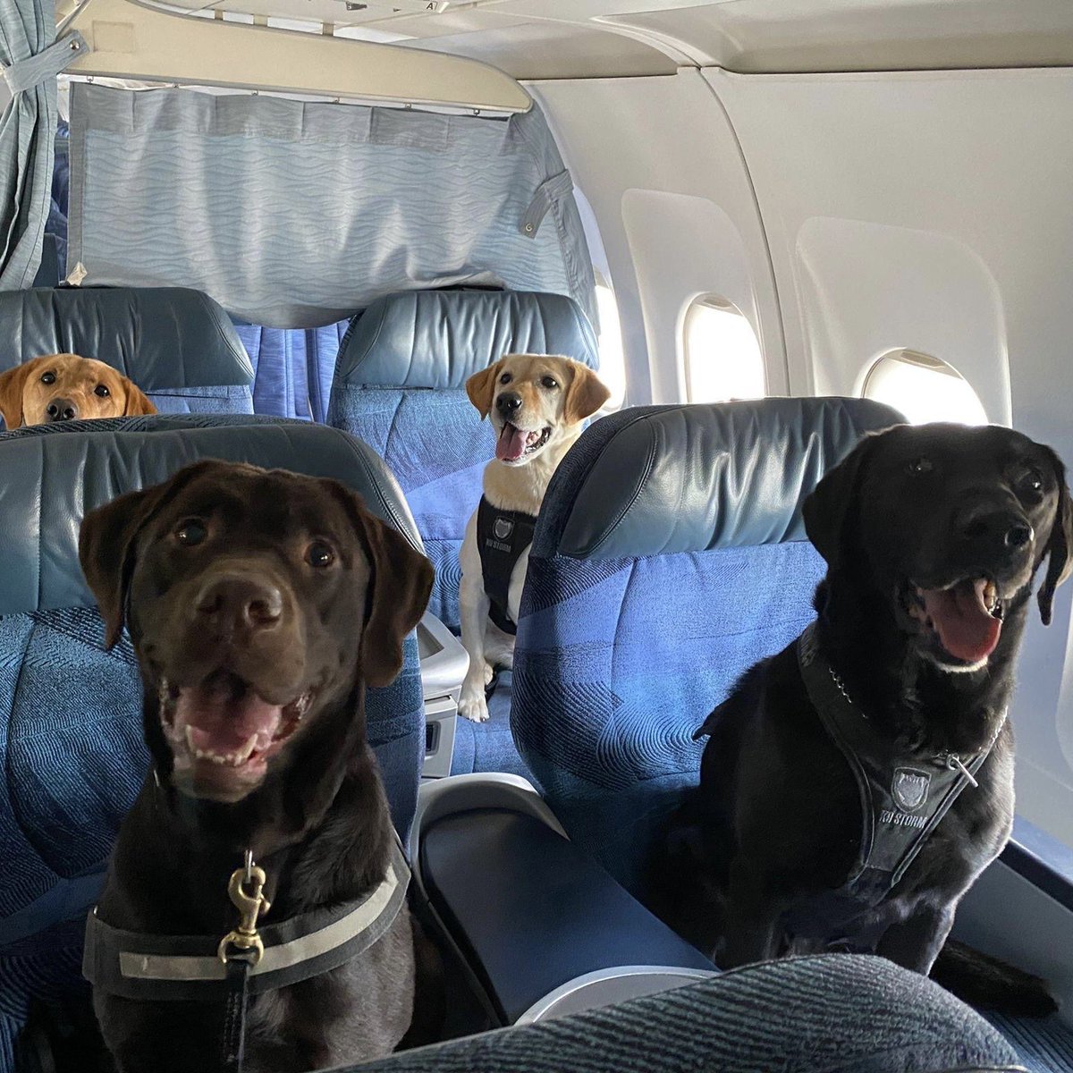dpd_jingram's tweet photo. From my Instagram https://t.co/bwF0tBb805

No, PSD Ziva &amp; PSD Remi are not heading off for a tropical vacation, even though we think they've​ earned one! 

They were making new friends doing some local training today with their handlers @deltapolice Cst. Fiddick and Cst. Gahunia. https://t.co/XTNvYDuflO