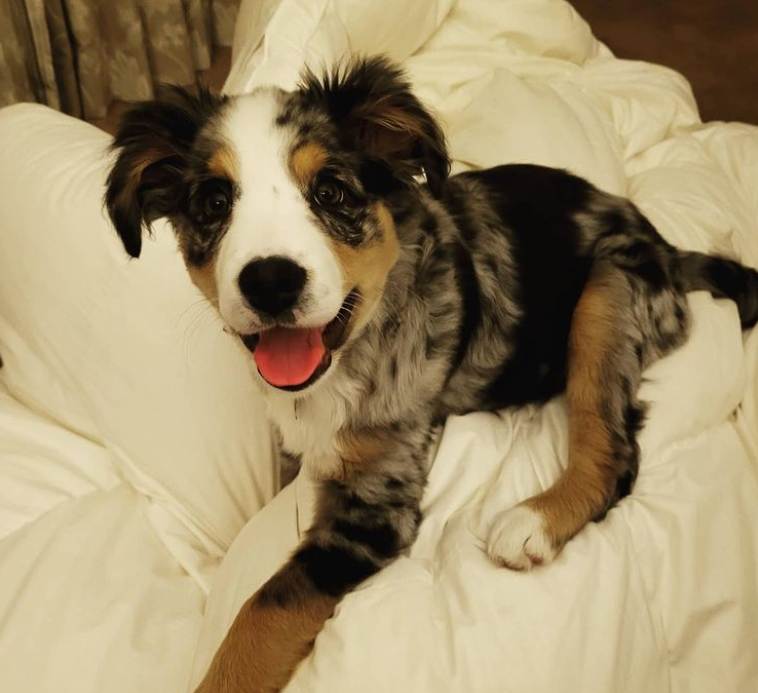 Stevie has gotten used to being outside of her crate and suddenly thinks jumping on people's beds is A-okay...