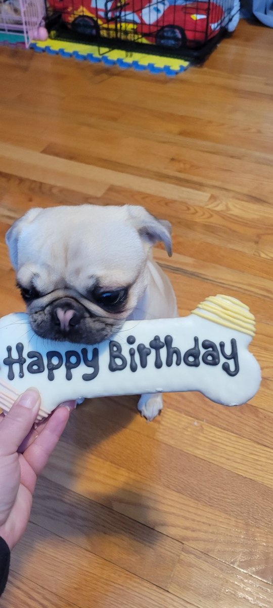 _Raven_Dolly's tweet photo. It's my 1st birthday!! I am not sharing this bone!
Happy birthday to me!! #boscoandroxy
#Puglife #pugbirthday https://t.co/pWBDsnh6Gp