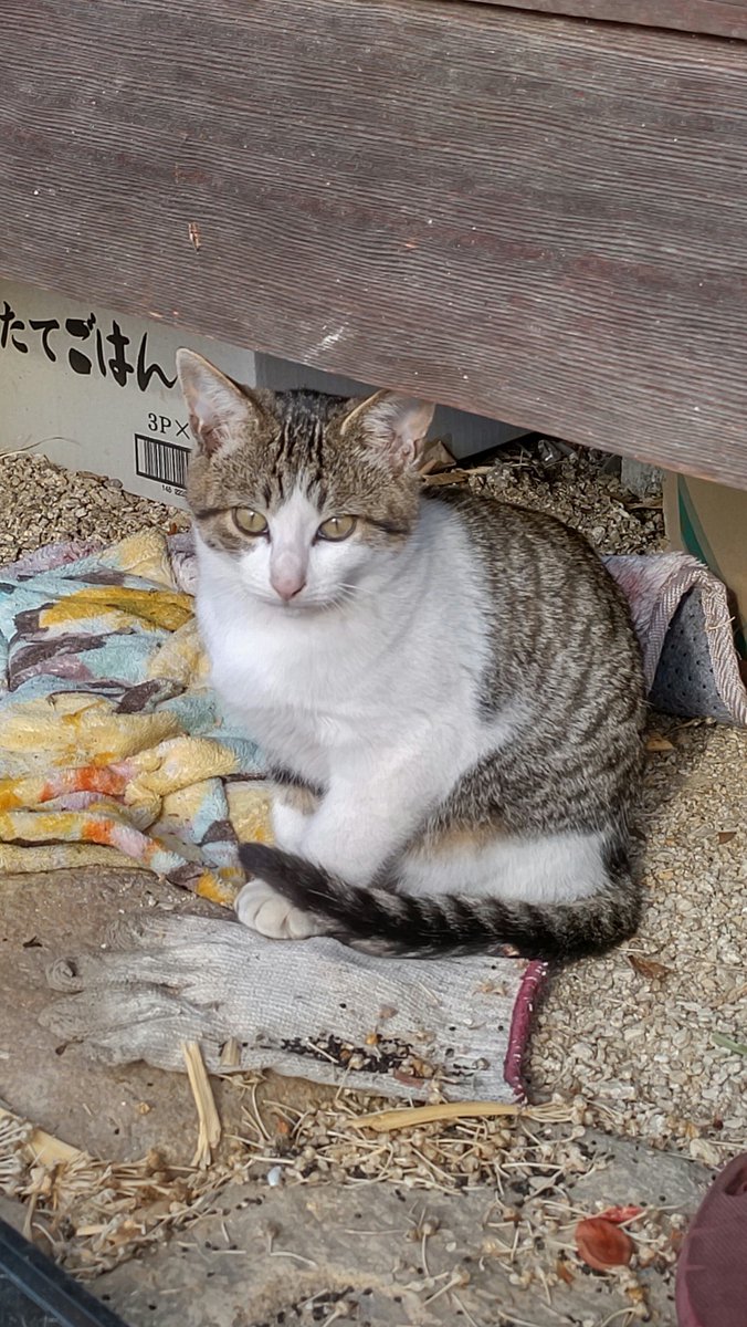 yamatospirit4's tweet photo. 岡山県南部エリアで、人懐こい生後半年ほどの3匹の兄弟猫ちゃんを迎え入れてくれる優しい方を探してます

この家のご夫婦は高齢で、猫ちゃんを飼う事は難しく、去勢手術の費用は出すから、何とか寒さと飢えに苦しまなくて済むようにと、涙ながらに訴えてらっしゃいます… https://t.co/RcbUBx37c1