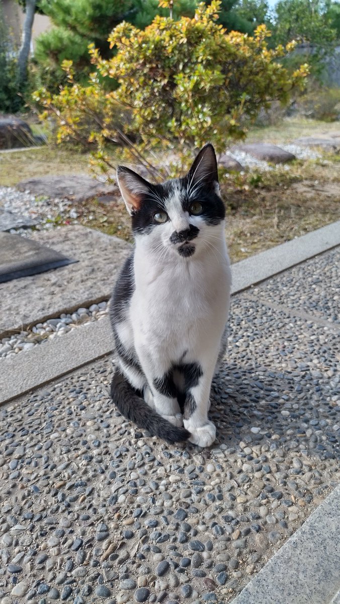 yamatospirit4's tweet photo. 岡山県南部エリアで、人懐こい生後半年ほどの3匹の兄弟猫ちゃんを迎え入れてくれる優しい方を探してます

この家のご夫婦は高齢で、猫ちゃんを飼う事は難しく、去勢手術の費用は出すから、何とか寒さと飢えに苦しまなくて済むようにと、涙ながらに訴えてらっしゃいます… https://t.co/RcbUBx37c1