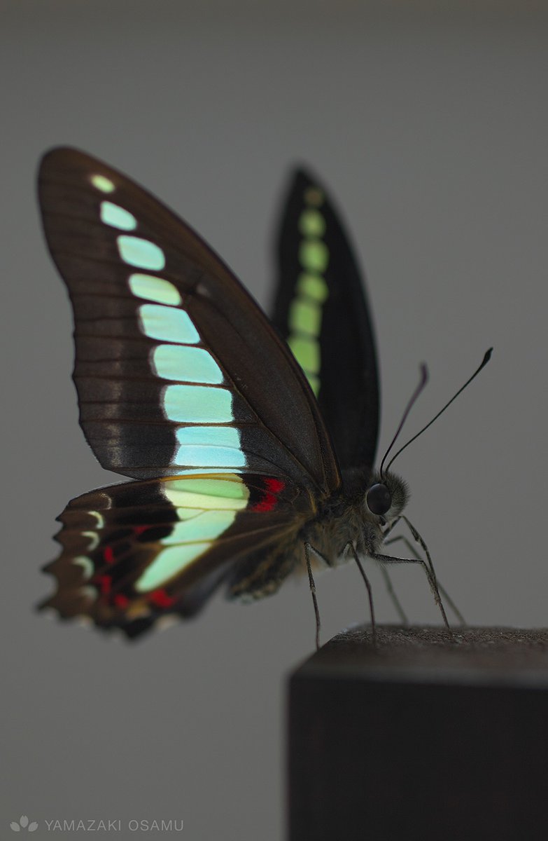 yamazaki_design's tweet image. アオスジアゲハの立体標本。
Specimen of Graphium sarpedon.