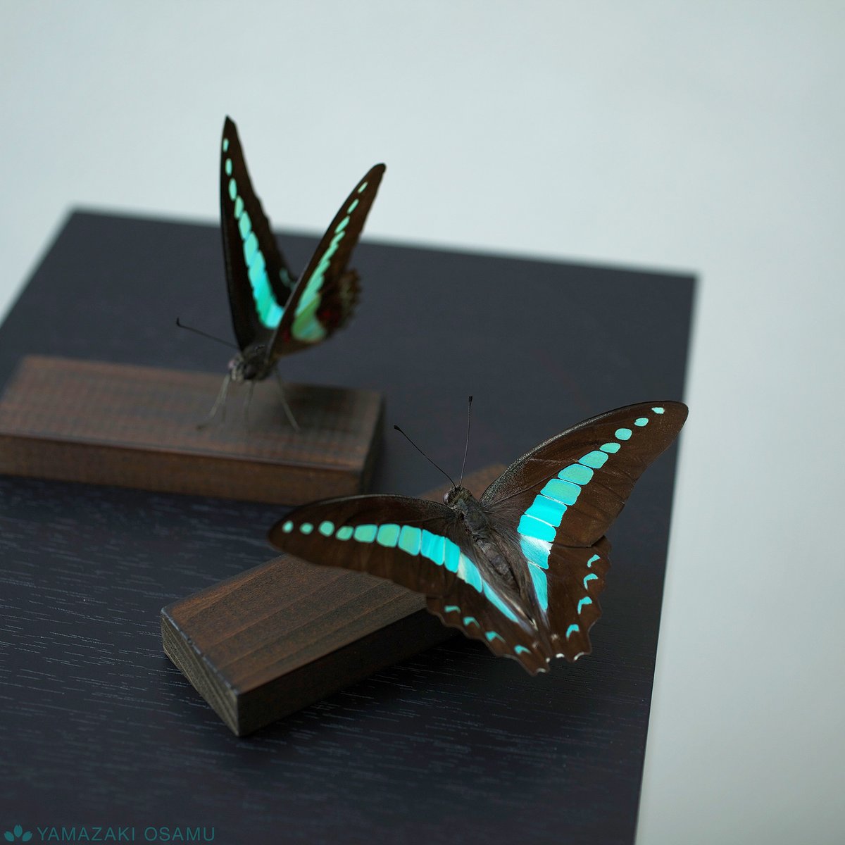 yamazaki_design's tweet image. アオスジアゲハの立体標本。
Specimen of Graphium sarpedon.