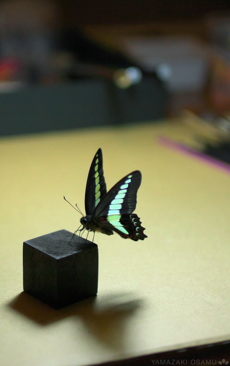 yamazaki_design's tweet image. アオスジアゲハの立体標本。
Specimen of Graphium sarpedon.