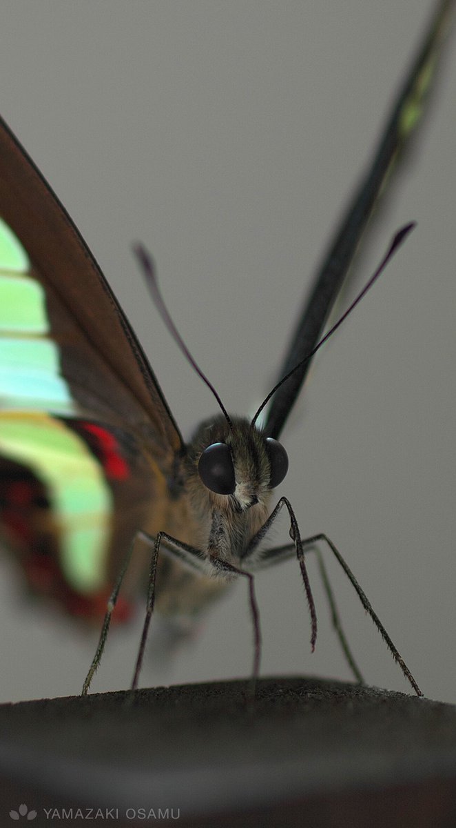yamazaki_design's tweet image. アオスジアゲハの立体標本。
Specimen of Graphium sarpedon.
