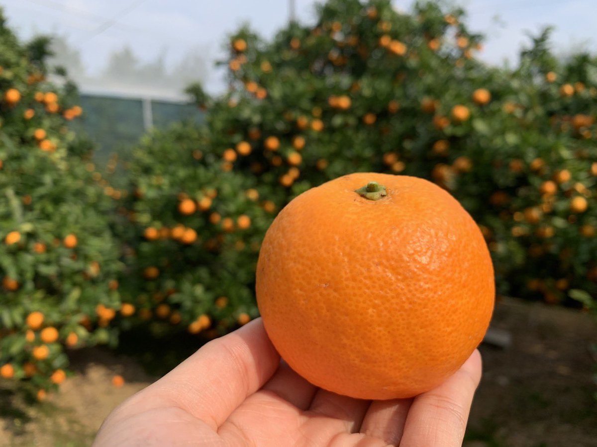 runneroffarmer's tweet photo. 沖縄の特産「あまSAN」😋
沖縄では、冬の贈答品として12月のこの時期2〜3週間しか収穫出来ない貴重な柑橘類！✨
糖度も13度ととっても甘い😋
是非一度大切な人への贈り物に🎁
#沖縄
#農業
#プレミアム柑橘
#あまSAN
#大切な人へ
#贈答品 https://t.co/jYbitzu70u