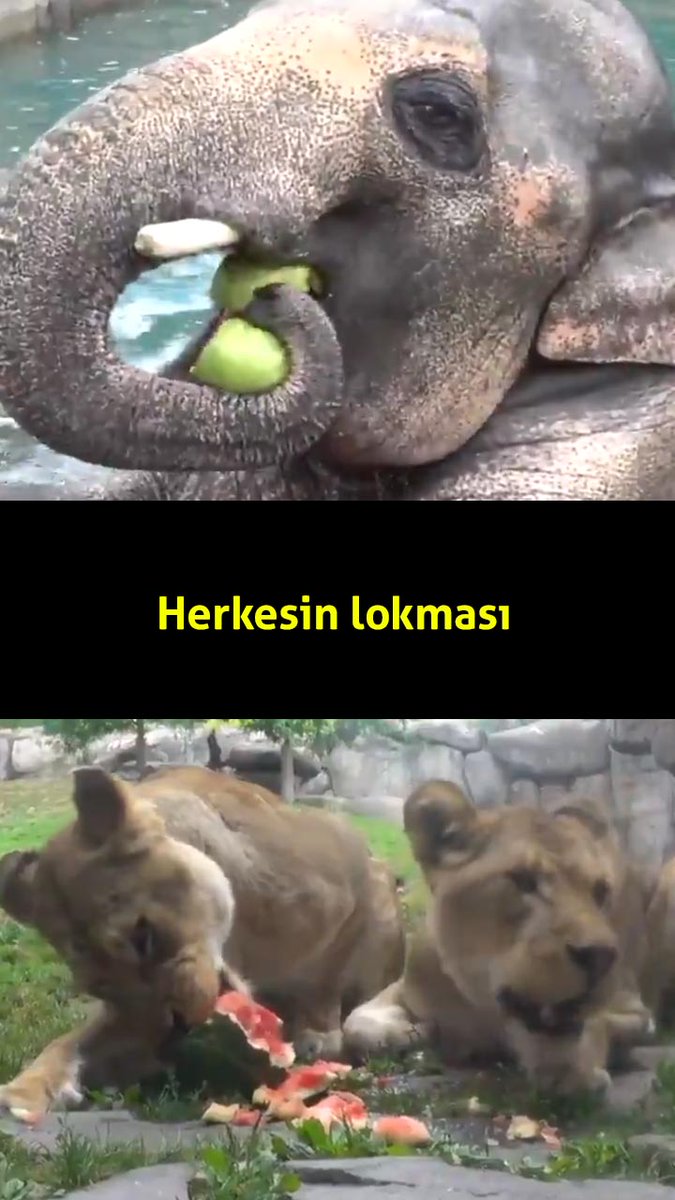 hulya_kibaroglu's tweet photo. Hey, işte seveceğin bir video video👇🏻👇🏻, senin için buldum, gel bir göz at! 😎😎 #Likee #HelloLik #LIKEEap https://t.co/zJhbjiamMt https://t.co/4oMrcMILGG