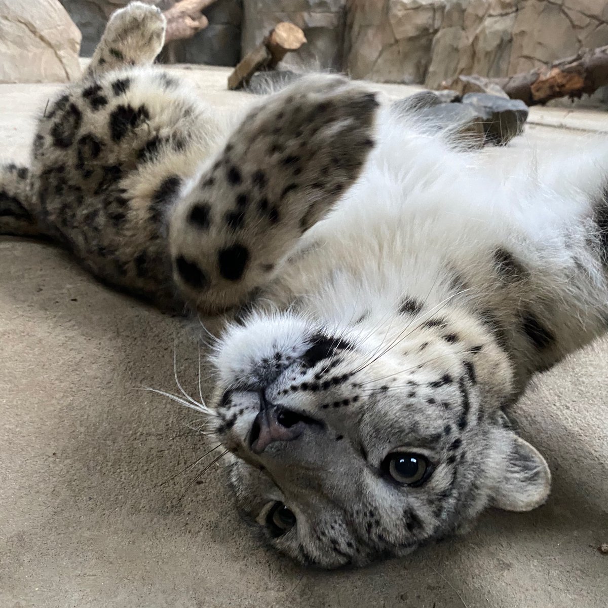 **Zoo Closed Today**

Due to no electric the Zoo will be closed again today. 

The power grid are on-site now so hopefully we will be hooked up again by the end of the day! 

We will be re-opening tomorrow 🤞

Thank you for all the messages of support.