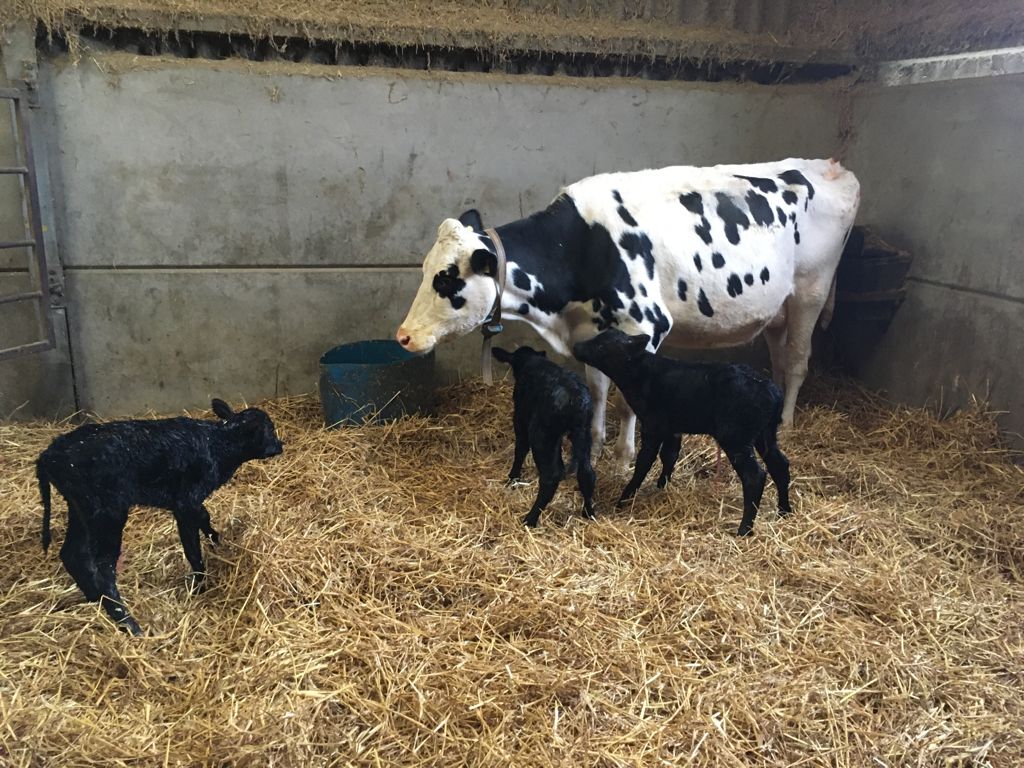Not one, not two but three dedicated sires born this morning at one of our BeefConnect suppliers <a href="/GenusABS/">Genus ABS</a> @BladeFarming #triplets #gamechanger