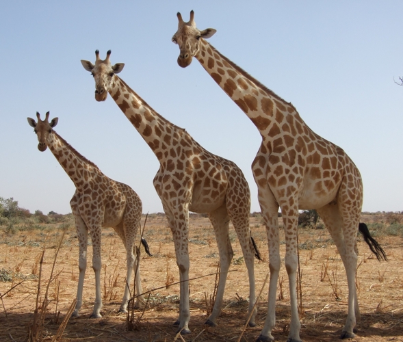 CouncilTourism's tweet photo. Celebrating the important efforts of Sustainable Biodiversity Conservation in Africa. #Niger  #SustainableBiodiversity https://t.co/GLM05LZxYV