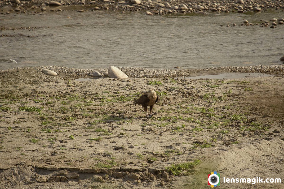 Pallas's Fish Eagle bit.ly/3uw6Ak5 Eagles of India #pallasfisheagle #eaglesofindia #endangeredbirds #endangeredeagles #birdsofindia #birdsofuttarakhand #corbettnationalpark #raptorsofindia #birdwatchingasia #IndiAves