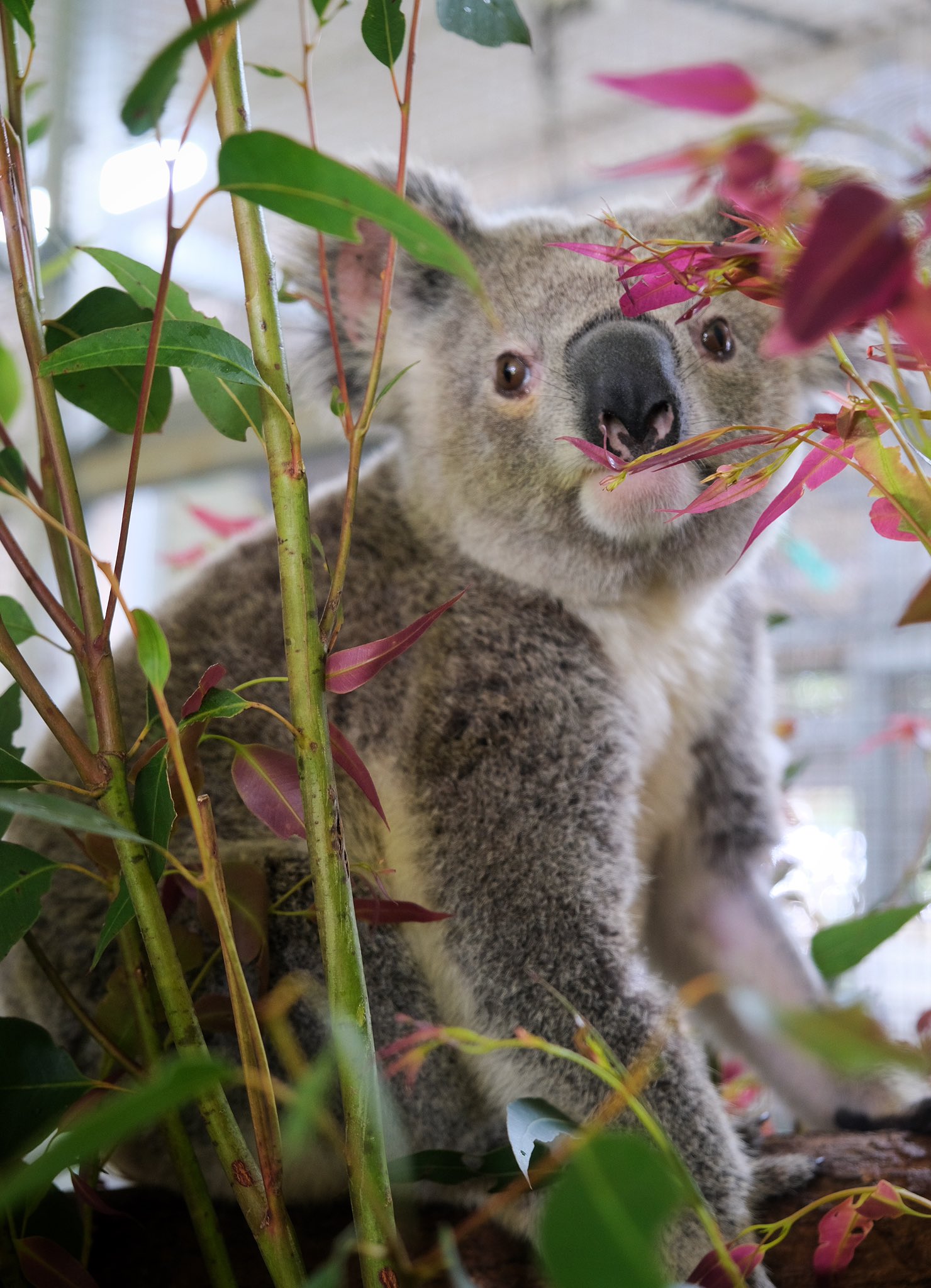 koala teeth