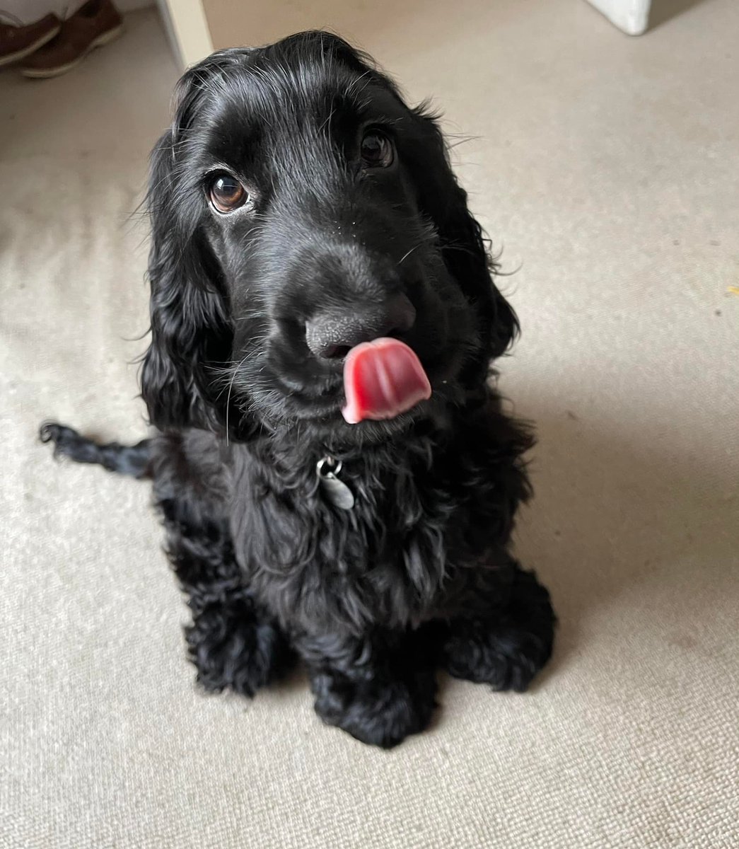 A very happy #TongueOutTuesday from cocker spaniel Frankie, who has made a great start to his hearing dog training 🐶😛