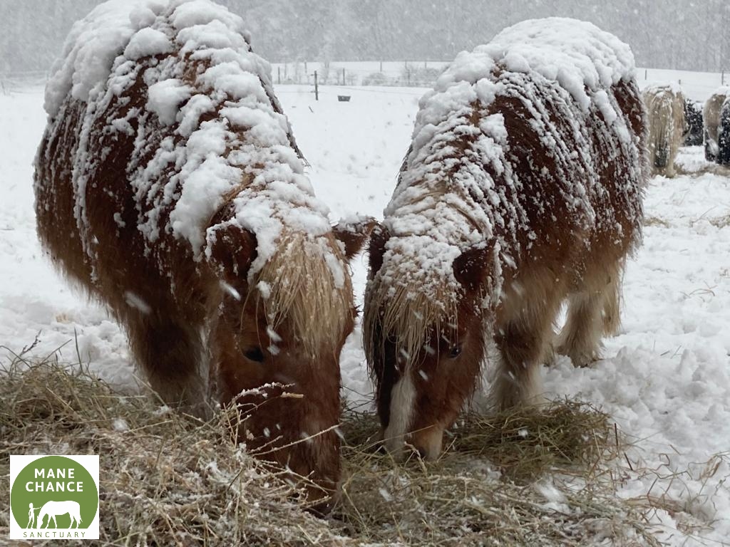 manechance's tweet photo. Horse Fact! 
A bit like a roof, if a horse has snow on them (if it hasn’t melted) then it means their coat is insulated properly, and their bodies are warm and not losing heat! #manechancesanctuary #shetlandponies #ponies #shetties #rescuehorses https://t.co/oHBkiR3Hxc