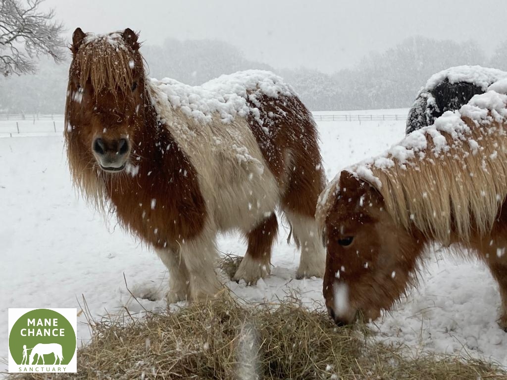 manechance's tweet photo. Horse Fact! 
A bit like a roof, if a horse has snow on them (if it hasn’t melted) then it means their coat is insulated properly, and their bodies are warm and not losing heat! #manechancesanctuary #shetlandponies #ponies #shetties #rescuehorses https://t.co/oHBkiR3Hxc