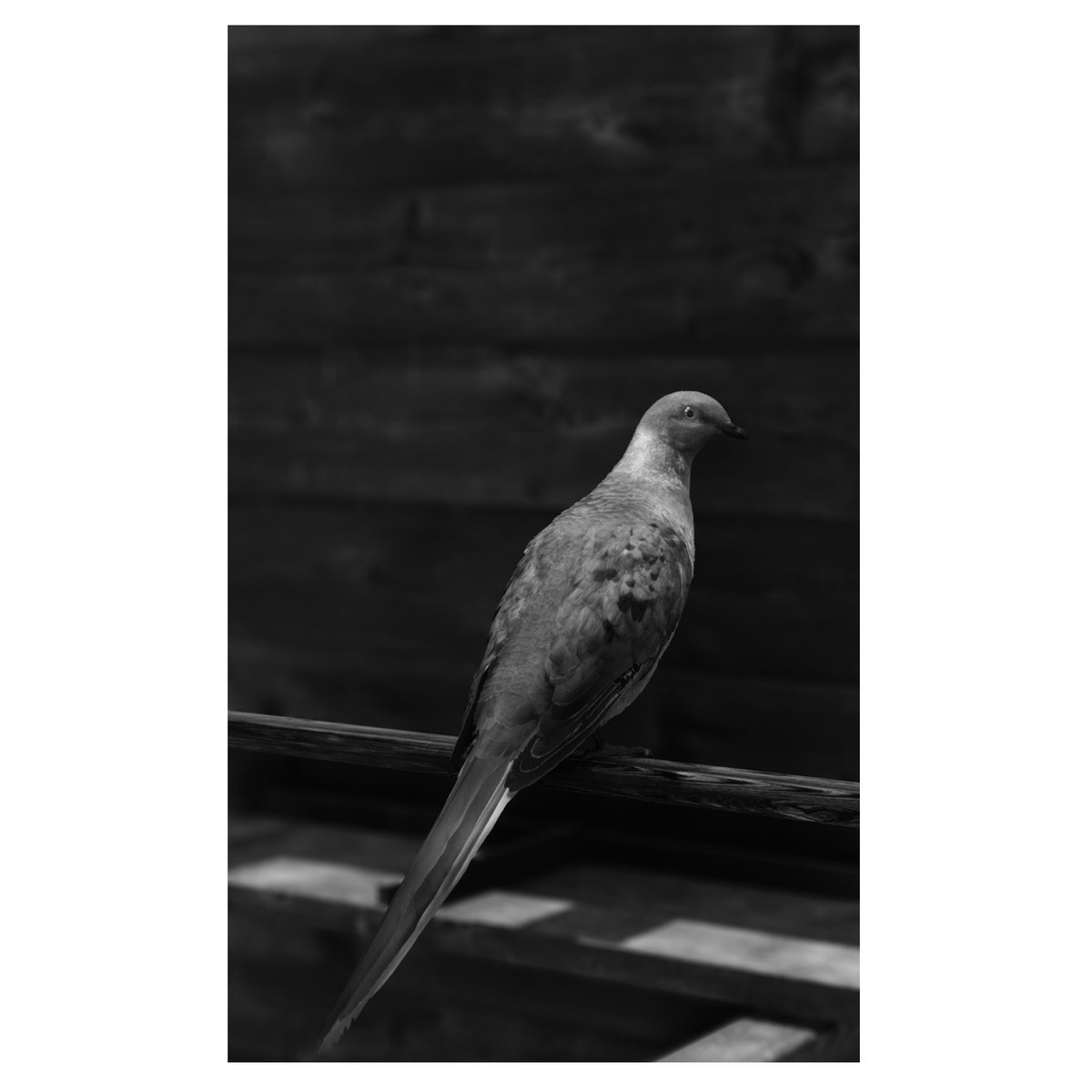 BorusanContempo's tweet photo. Naz Cuguoğlu'nun John Gerrard'ın "Endling (Martha)" adlı 2021 tarihli Yeni Medya yerleştirme işi üzerine yaptığı röportaj, Borusan Contemporary Blog'da yayında.
@jegerrard #BorusanContemporaryBlog https://t.co/8CiCGbZKHG