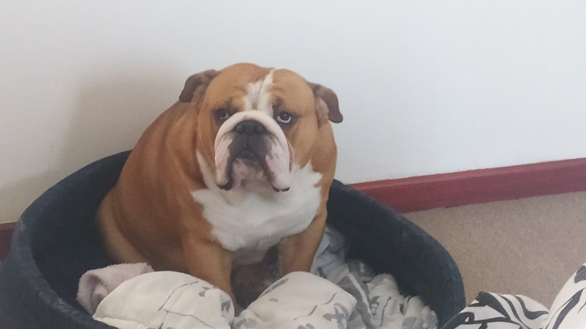___Donovan____'s tweet photo. @RassieRugby My boy Clutch may be an English Bulldog but he understands only Afrikaans https://t.co/s1H1Yjkpii