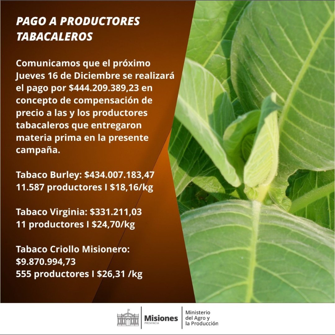 Comunicamos el pago de $444.209.389,23 a las y los productores tabacaleros que entregaron materia prima en la presente campaña. El próximo 16/12 estarán depositados los recursos correspondientes a una nueva compensación de precio para tabaco Burley, Virginia y Criollo Misionero.