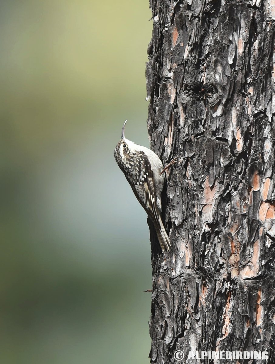 AlpinebirdingT's tweet image. Bar-tailed Treecreeper (Certhia himalayana)
Typical treecreeper with distinguishing dark bars on the tail. This photo was taken in Sichuan China in 2019.#birding #BirdsofPray #birdwatching #birdphotography #birds #nature