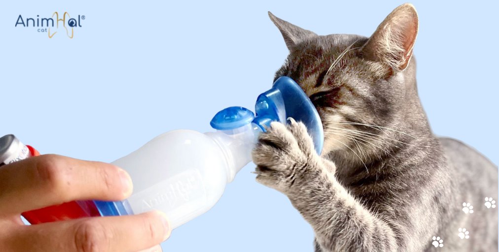 AnimHal_HC's tweet photo. 🐱[CONSEILS] Habituer votre chat à sa chambre d’inhalation💨
Pour faciliter la prise de médicaments inhalés par votre chat, 2 idées sont à garder en mémoire : habituer votre chat au masque et rendre l’expérience positive. Pour cela, plusieurs méthodes 💡 https://t.co/Be8tfyID0s https://t.co/3Szzl57HG0