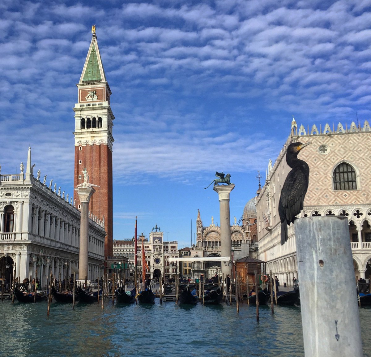 comunevenezia's tweet photo. #VeneziaPerImmagini 

📸 Buongiorno e buona Immacolata Concezione dal bacino di San Marco

Grazie per la foto a Marco Ragazzo

Buon mercoledì #8dicembre

@cultve @TurismoVeneto @CMVenezia @veneziaunica https://t.co/egXojLcRae