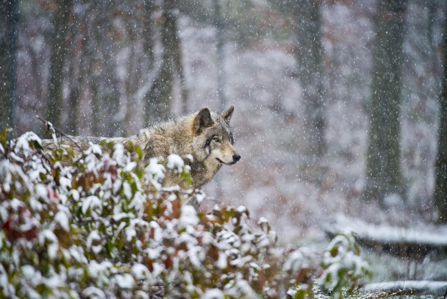 Derek Paterson tweet media