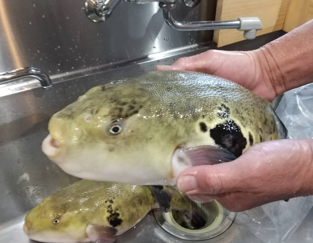 彩月 ２キロ超えの立派なフグ 白子も立派ー 美味しい焼き白子になりそう 今日のふぐコース 食べる1 2時間前に捌く鉄刺は絶品 T Co Fbywn2mav1 Twitter