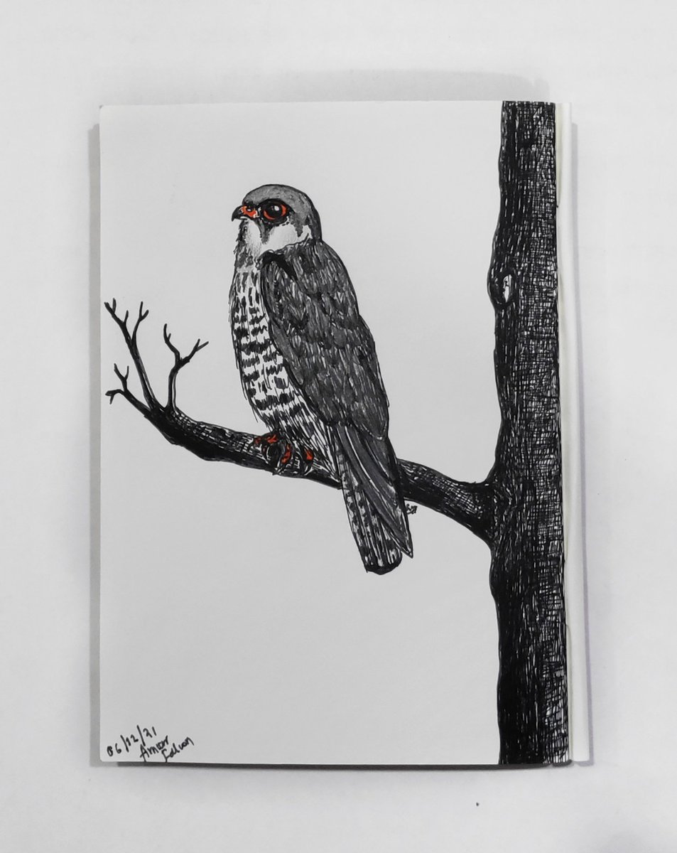 pied_starling's tweet photo. Amur Falcon. Saw them two days back and the feeling of seeing a bird that has long been in your bird bucketlist is incredible. 
#amurfalcons #Raptors #birds #avianfauna https://t.co/EKNSPLNpZT