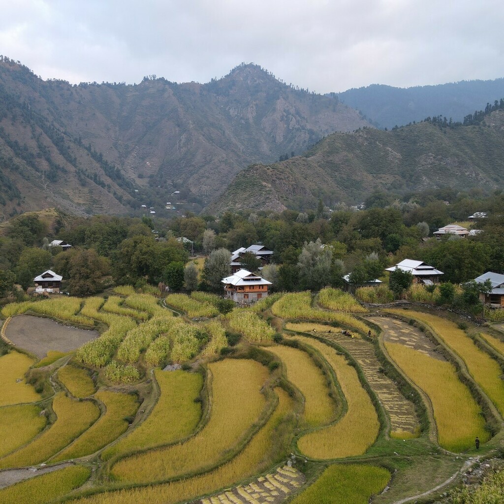 Travelutionpk's tweet photo. Beautiful RICE TERRACES of LEEPA VALLEY in KASHMIR - PAKISTAN

📸 Featured creator: @beingatraveler 
▬▬
Get Featured on our page:
📌Use Hashtag #travelutionpk
📌Tag us: @travelution.pk
▬▬
#travelutionpk #travelutiondotpk #travelnews #travelupdates #travel #travelgram  #trav… https://t.co/1NxALdTv8v