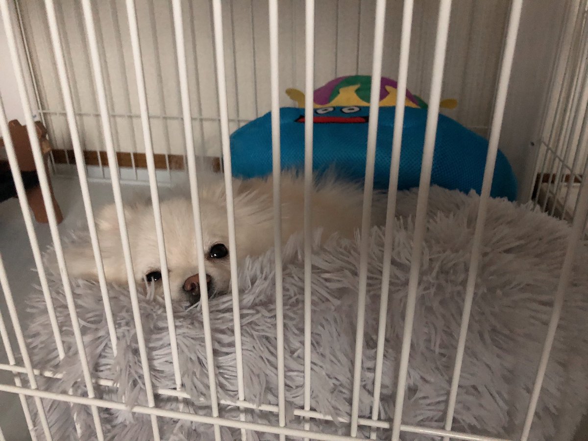 NNFAMILYnnn's tweet photo. こんちは(埋もれ犬)

偶然にも後ろの王様も同じような角度
#ポメラニアン
#犬のいる暮らし
#犬のいる幸せ
#モフモフのお友達
#四本足のお友達 https://t.co/pMSGP7nkqx