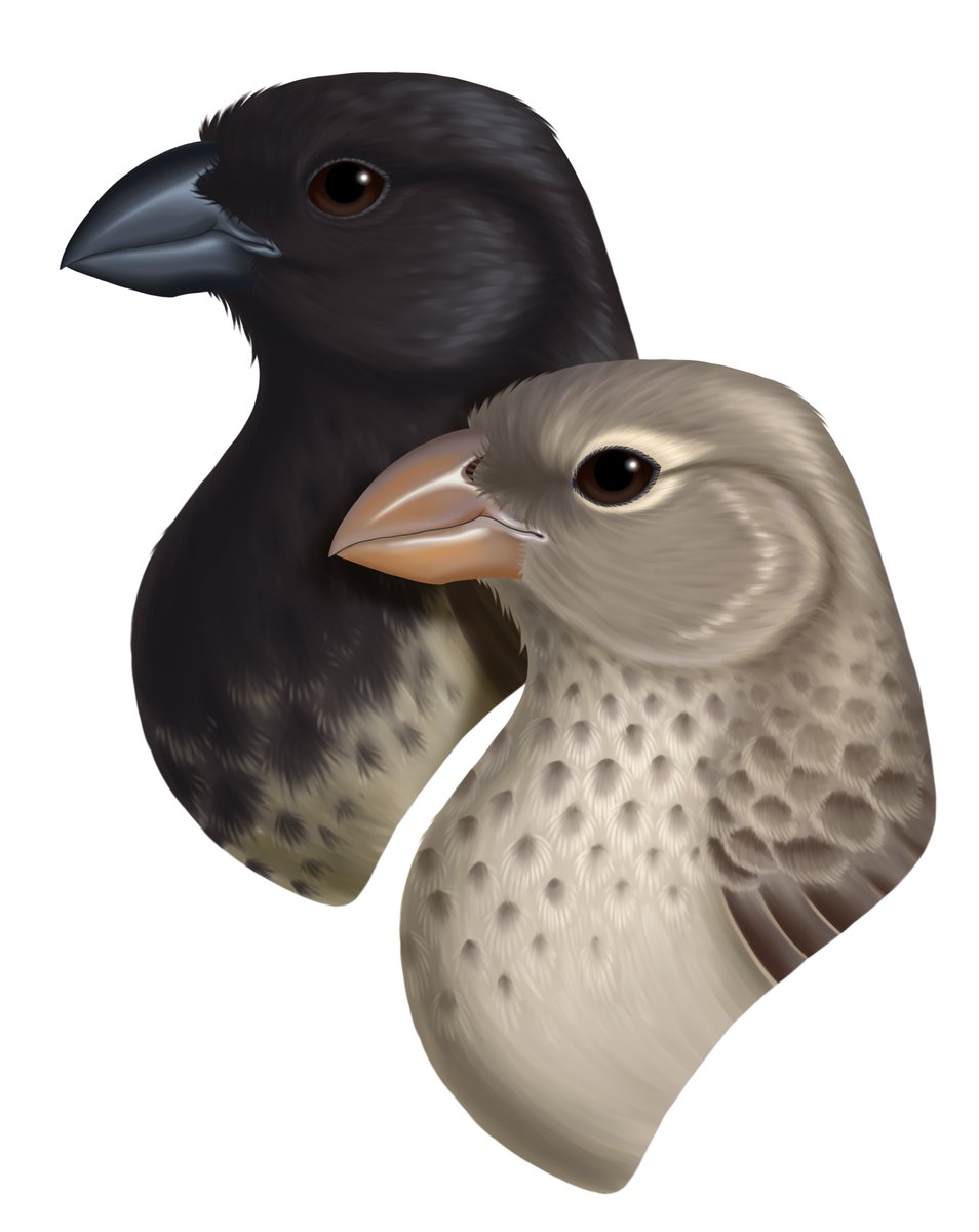 Sharing not such good news: Medium Tree Finch being killed by introduced predators and parasites. But, we will keep monitoring after planned predator eradication in 2023. Hopefully good news thereafter!
Birds 2021, 2(4), 427-444; doi.org/10.3390/birds2…