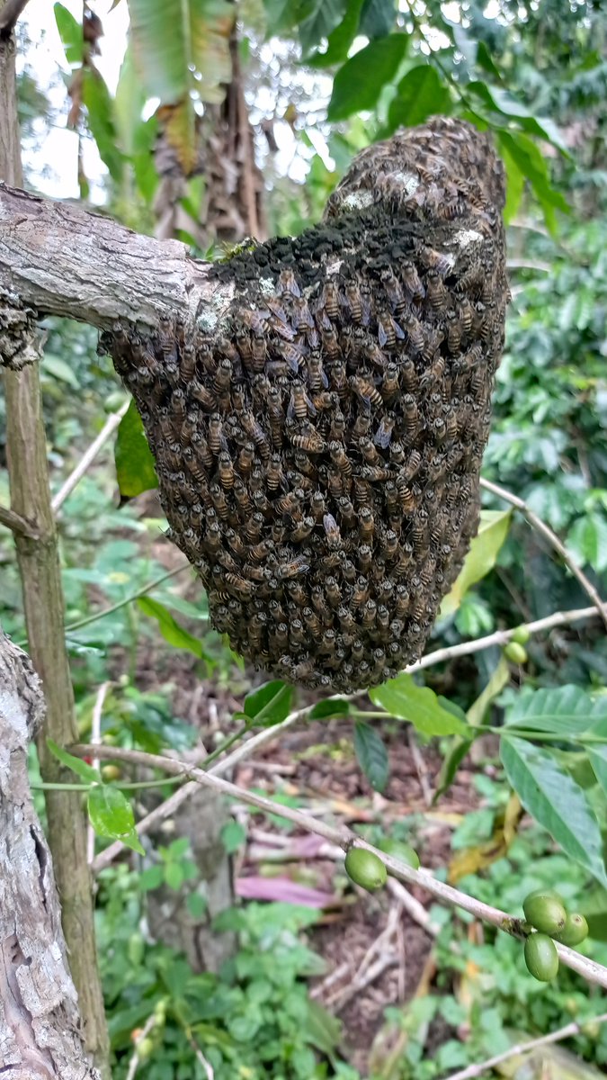 mahyudin_cf's tweet photo. Penduduk di kebun datangnya suka - suka perginya juga gitu. 
#lebahmadu
#kebunkopi https://t.co/qYhZ7uB4Ve