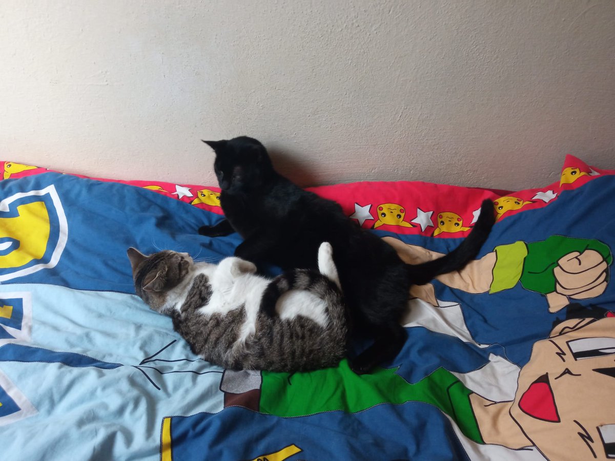 SuziOnline_blog's tweet photo. Küçük Suzan, 7 aylık, kısır. Çok insancıl ve sosyal bir kedi. İstanbul Kağıthane'de geçici yuvada. İstanbul içi, pencere ve balkonlarında koruma olan, onu çok sevecek ömürlük bir yuva arıyorum. https://t.co/zYJsch48dS