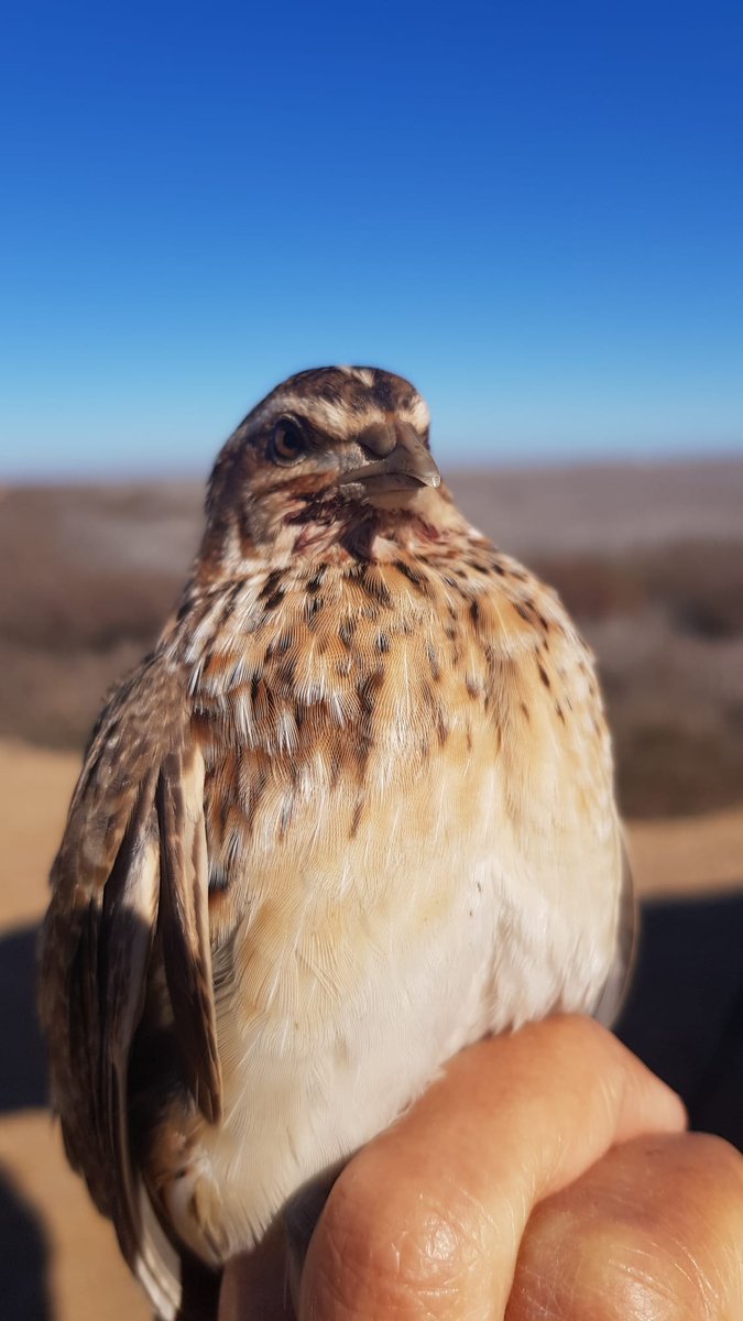 carles_vila_ebd's tweet photo. But some common quails remain in southern Spain during winter, while most of Spain and the rest of Europe suffer terrible weather. Very quiet, passing almost unnoticed ... and difficult to catch. However, sometimes we are lucky and manage to capture one. #consevol https://t.co/1qD8MXZxPr
