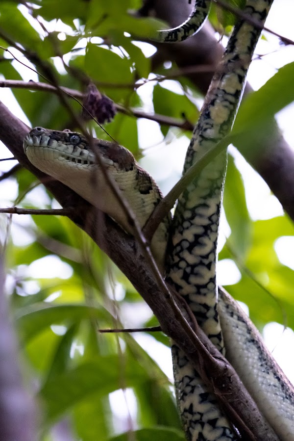 JohnBrooks92's tweet photo. @DoktrNick I love seeing snakes in the wild. Found another one in my garden a week ago https://t.co/4iuff24IGf