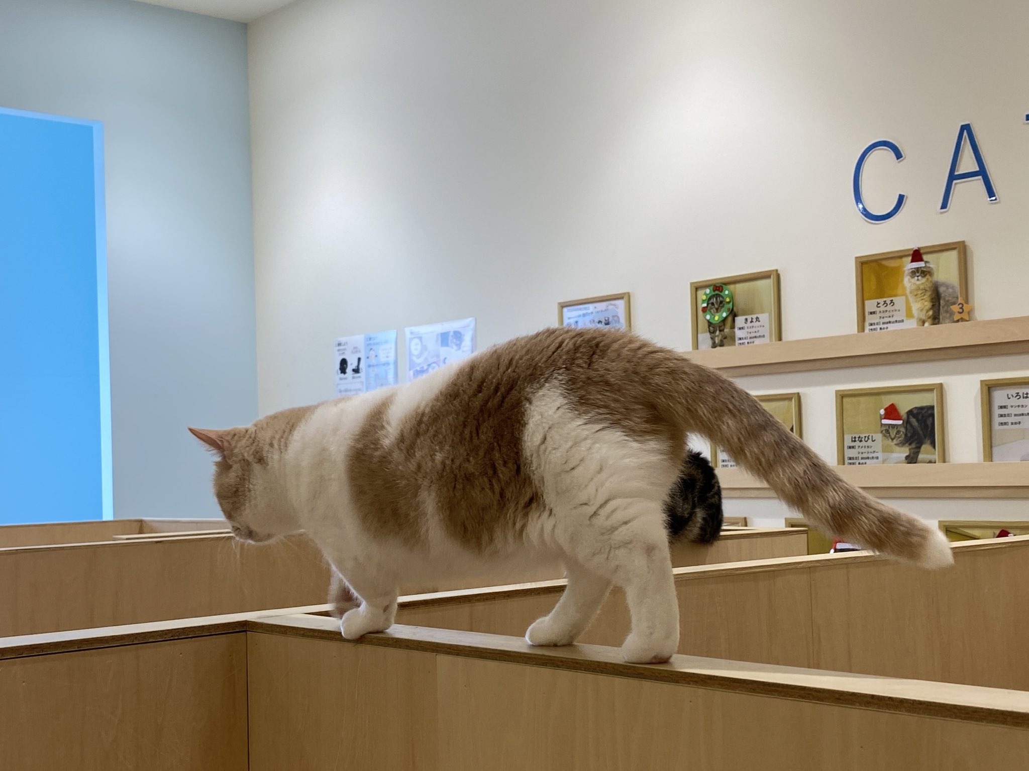 Moff Animal Cafe イオンモール成田店 Moff Narita Twitter